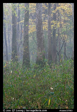 Bamboo and floodplain trees in fall color. Congaree National Park, South Carolina, USA.
