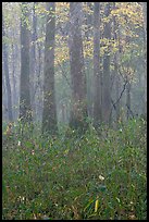 Bamboo and floodplain trees in fall color. Congaree National Park, South Carolina, USA.