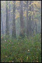 Bamboo and floodplain trees in fall color. Congaree National Park ( color)