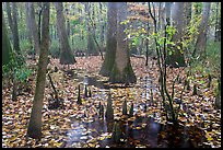Cypress and knees in slough with fallen leaves. Congaree National Park, South Carolina, USA. (color)