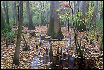 Cypress and knees in slough with fallen leaves. Congaree National Park, South Carolina, USA.