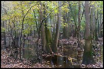 Flooded forest with fall color. Congaree National Park, South Carolina, USA. (color)