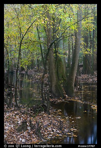 Trees with fall color in slough. Congaree National Park, South Carolina, USA.