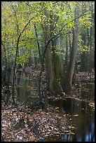 Trees with fall color in slough. Congaree National Park, South Carolina, USA.