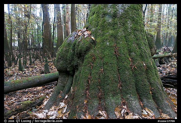 Base of giant bald cypress tree with burl. Congaree National Park (color)