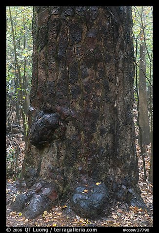 Base of giant loblolly pine tree. Congaree National Park (color)