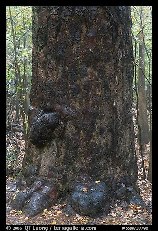 Base of giant loblolly pine tree. Congaree National Park, South Carolina, USA.