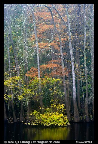 Fall colors at the edge of Weston Lake. Congaree National Park (color)