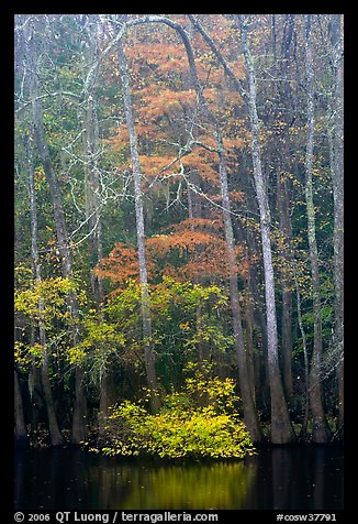 Fall colors at the edge of Weston Lake. Congaree National Park, South Carolina, USA.