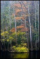 Fall colors at the edge of Weston Lake. Congaree National Park, South Carolina, USA. (color)