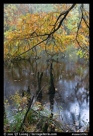 Branch of cypress in fall color overhanging above Weston Lake. Congaree National Park (color)