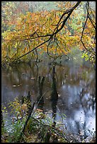 Branch of cypress in fall color overhanging above Weston Lake. Congaree National Park, South Carolina, USA. (color)
