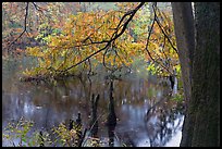 Bald cypress and branch with needles in fall color at edge of Weston Lake. Congaree National Park, South Carolina, USA.