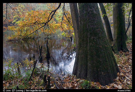 Bald cypress in fall color at edge of Weston Lake. Congaree National Park, South Carolina, USA.