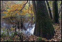 Bald cypress in fall color at edge of Weston Lake. Congaree National Park, South Carolina, USA.