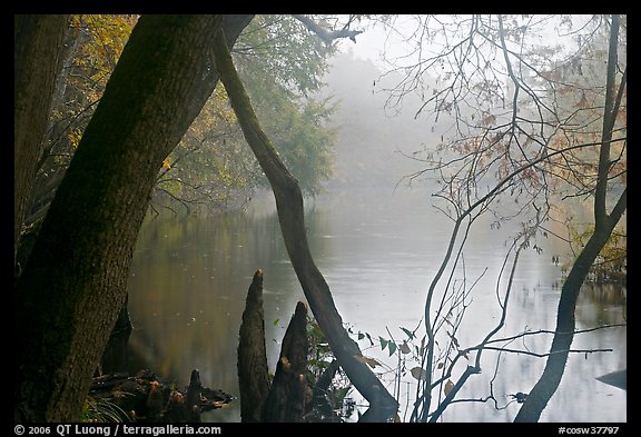 Weston Lake and fog. Congaree National Park (color)