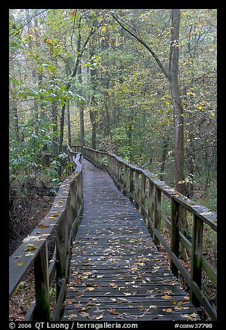 High boardwalk with fallen leaves. Congaree National Park (color)