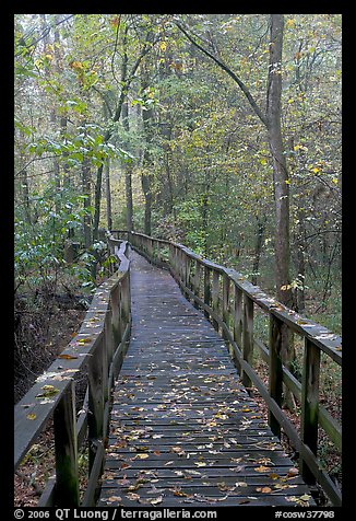 High boardwalk with fallen leaves. Congaree National Park, South Carolina, USA.