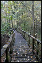 High boardwalk with fallen leaves. Congaree National Park, South Carolina, USA. (color)