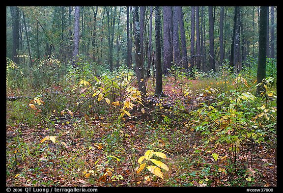 Undergrowth in pine forest. Congaree National Park, South Carolina, USA.