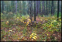 Undergrowth in pine forest. Congaree National Park, South Carolina, USA.