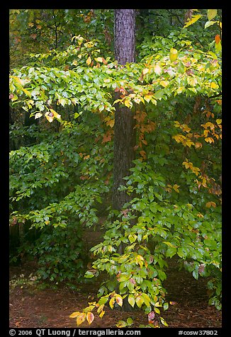 Pine trunk and undergrowth leaves in fall color. Congaree National Park, South Carolina, USA.