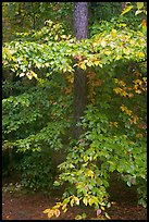 Pine trunk and undergrowth leaves in fall color. Congaree National Park, South Carolina, USA.