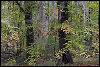 Trees with fall colors and spanish moss. Congaree National Park, South Carolina, USA.