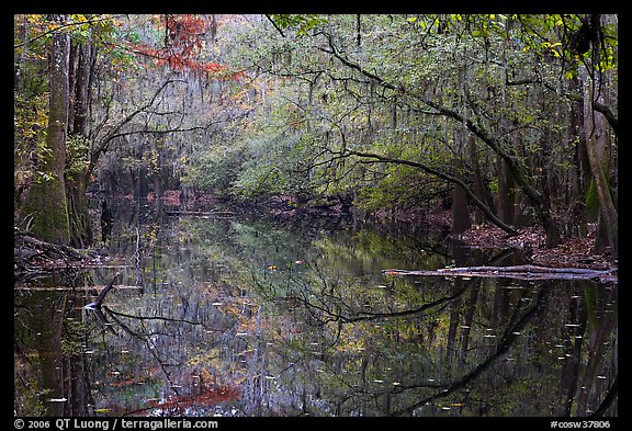 Cedar Creek reflections. Congaree National Park, South Carolina, USA.