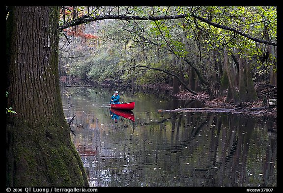 Canoe on Cedar Creek framed by overhanging branch. Congaree National Park, South Carolina, USA.