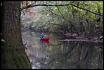 Canoe on Cedar Creek framed by overhanging branch. Congaree National Park, South Carolina, USA.