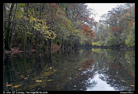 Cedar Creek. Congaree National Park, South Carolina, USA.