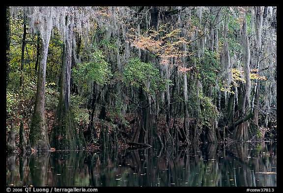 Spanish moss hanging from cypress at the edge of Cedar Creek. Congaree National Park, South Carolina, USA.