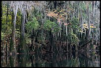 Spanish moss hanging from cypress at the edge of Cedar Creek. Congaree National Park, South Carolina, USA. (color)