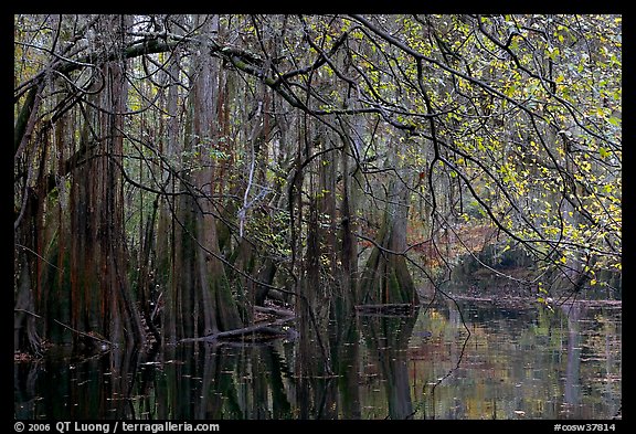 Bald cypress, spanish moss, and branches with fall colors over Cedar Creek. Congaree National Park, South Carolina, USA.