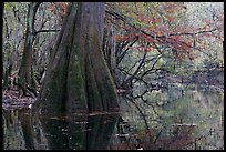 Large buttressed base of bald cypress and fall colors reflections in Cedar Creek. Congaree National Park, South Carolina, USA.