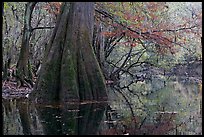 Large buttressed base of bald cypress and fall colors reflections in Cedar Creek. Congaree National Park, South Carolina, USA. (color)