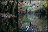 Arched branches and reflections in Cedar Creek. Congaree National Park, South Carolina, USA.