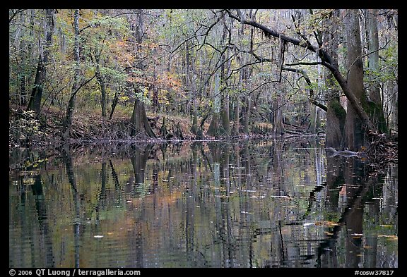 Cedar Creek with trees in autumn colors reflected. Congaree National Park (color)