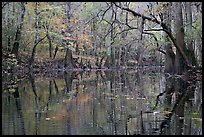 Cedar Creek with trees in autumn colors reflected. Congaree National Park, South Carolina, USA. (color)