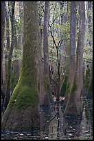 Young tree growing in swamp amongst old growth cypress and tupelo. Congaree National Park, South Carolina, USA.