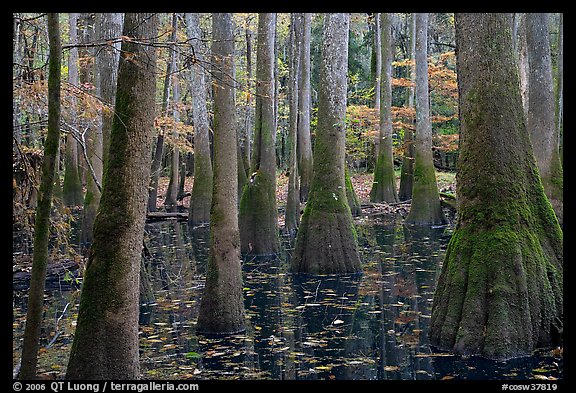 Swamp with bald cypress and tupelo trees. Congaree National Park (color)