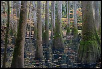 Swamp with bald cypress and tupelo trees. Congaree National Park, South Carolina, USA.