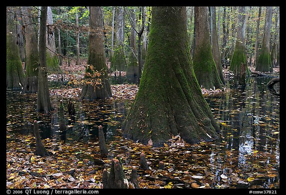 Cypress knees and trunks in swamp. Congaree National Park, South Carolina, USA.