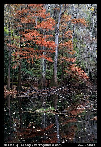 Bald cypress in fall colors and dark waters. Congaree National Park (color)