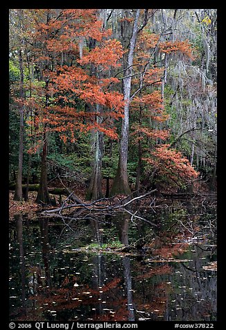 Bald cypress in fall colors and dark waters. Congaree National Park, South Carolina, USA.