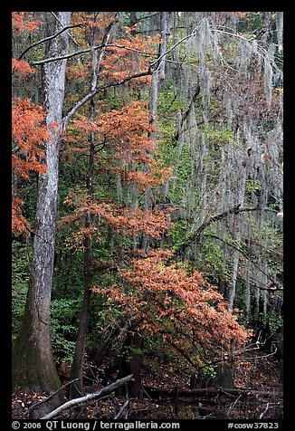 Spanish moss and cypress needs in fall colors. Congaree National Park, South Carolina, USA.