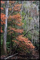 Spanish moss and cypress needs in fall colors. Congaree National Park, South Carolina, USA.