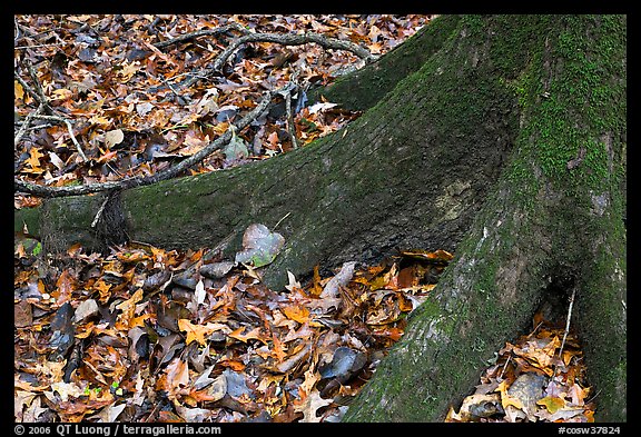 Roots of tupelo and fallen leaves. Congaree National Park (color)