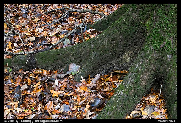 Roots of tupelo and fallen leaves. Congaree National Park, South Carolina, USA.